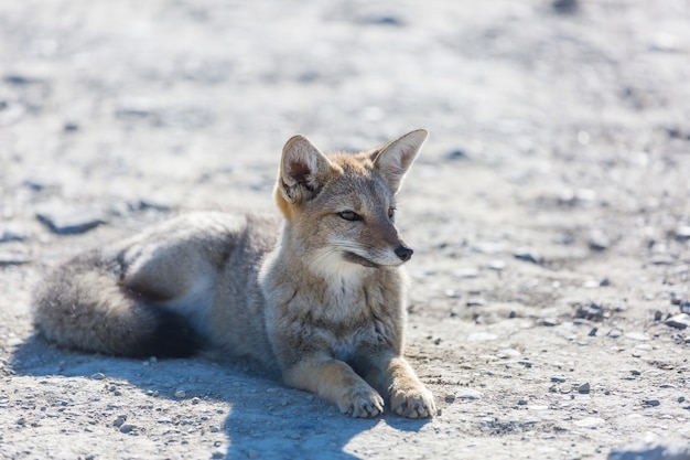 Südamerikanischer Graufuchs (Lycalopex griseus), Patagonischer Fuchs, in den Patagonienbergen