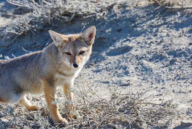 Südamerikanischer Graufuchs (Lycalopex griseus), Patagonischer Fuchs, in den Patagonienbergen