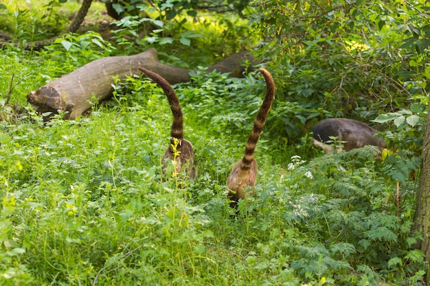 Südamerikanischer Nasenbär, Nasua nasua, im Naturlebensraum.