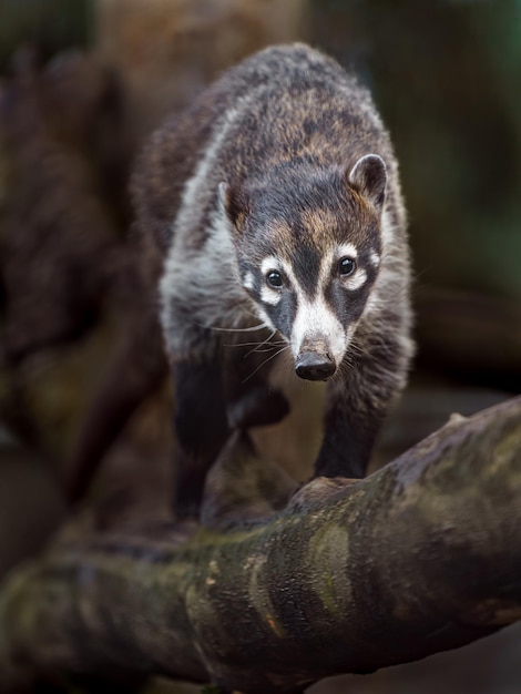 Südamerikanischer Nasenbär