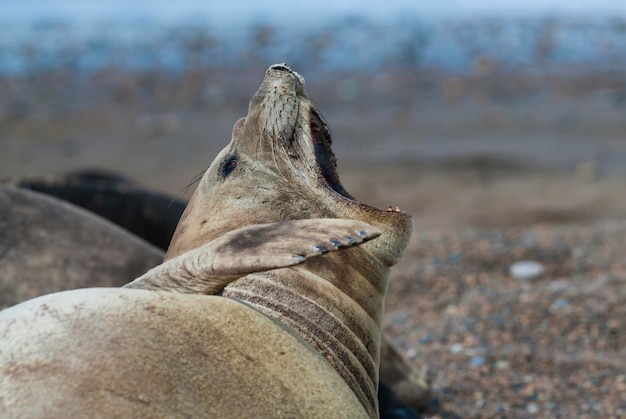 Südatlantischer Seeelefant, Halbinsel Valdes, Provinz Chubut, Patagonien, Argentinien