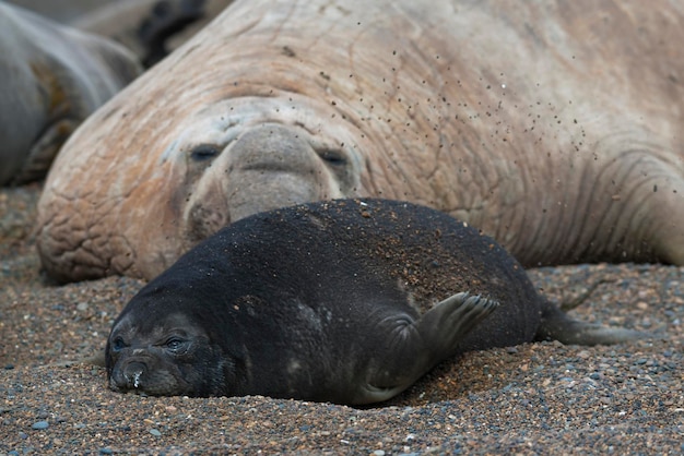 Südatlantischer Seeelefant, Halbinsel Valdes, Provinz Chubut, Patagonien, Argentinien