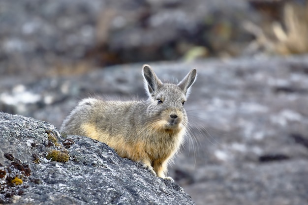 Südlicher Berg Viscacha (Lagidium peruanum)