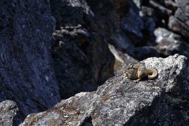 Südlicher Berg Viscacha (Lagidium peruanum)