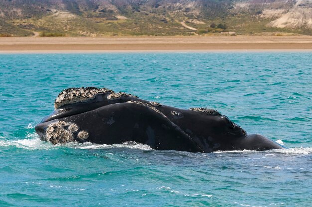 Südlicher Glattwal, der auf der Oberfläche der Halbinsel Valdes in Patagonien, Argentinien, atmet