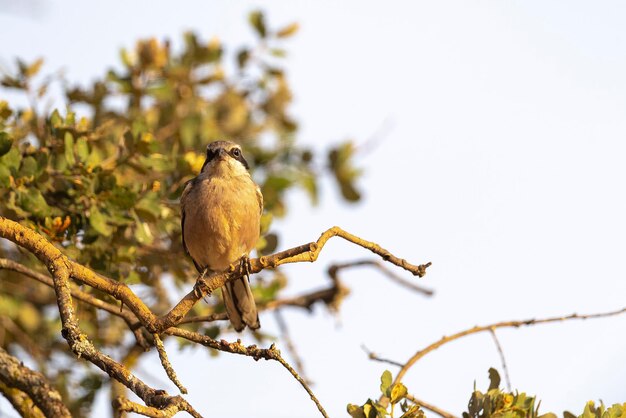 Südlicher grauer Würger fliegen Lanius meridionalis Malaga Spanien