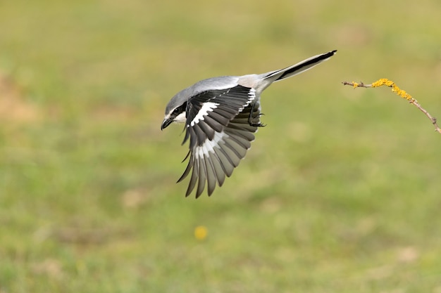 Foto südlicher grauer würger fliegt und im brütenden gefieder mit dem ersten licht der morgendämmerung