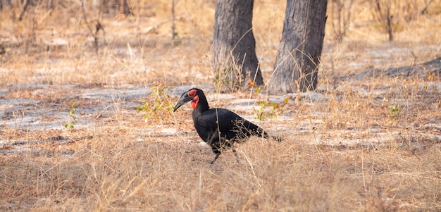 Südlicher Hornrabe Bucorvus Leadbeateri im Hwange Nationalpark Simbabwe