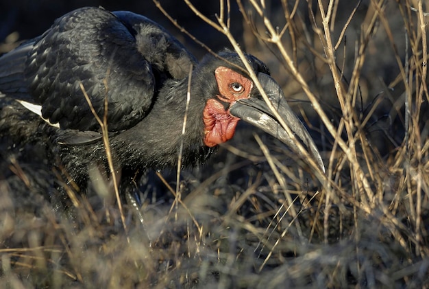 Südlicher HornrabeBucorvus leadbeateri Kruger National ParkSouth Africa