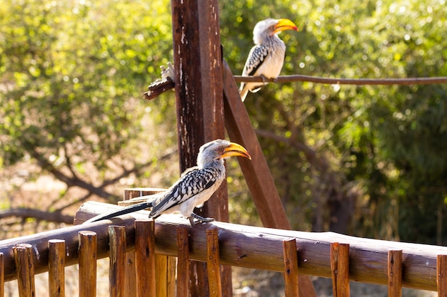 Südlicher Hornvogel mit gelber Rechnung in der Nähe von Pilanesberg National Park, Südafrika. Safari und Tierwelt. Vogelbeobachtung.Tockus leucomelas