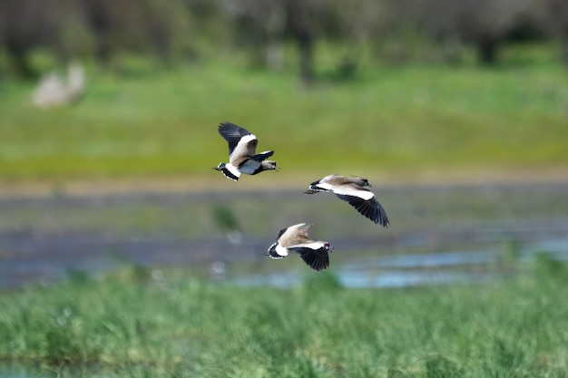 Südlicher Kiebitz Vanellus Chilensis im Flug Provinz La Pampa Patagonien Argentinien