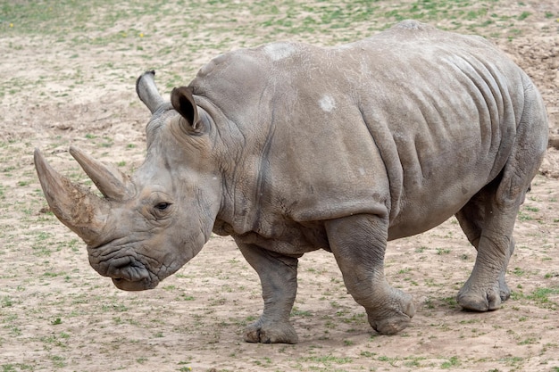 Südliches Breitmaulnashorn Ceratotherium simum simum Vom Aussterben bedrohte TierartxA