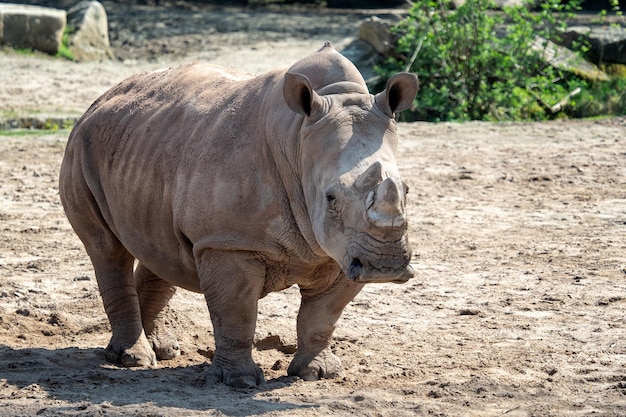 Südliches Breitmaulnashorn Ceratotherium simum