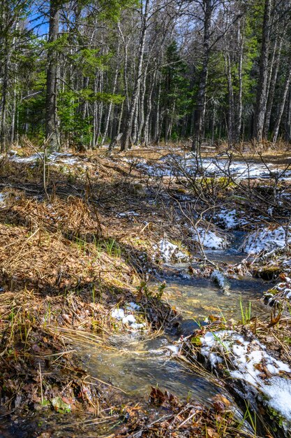 Süduraler rauer Strom mit einer einzigartigen Landschaftsvegetation und Vielfalt der Natur