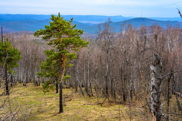 Süduralwald mit einzigartiger Landschaftsvegetation und Vielfalt der Natur