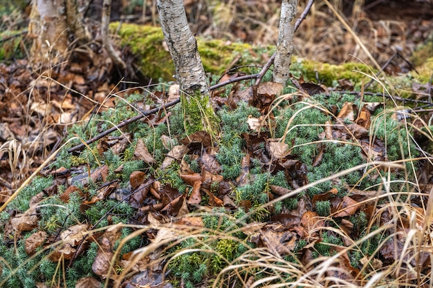 El suelo del bosque de abeto durante la temporada de otoño