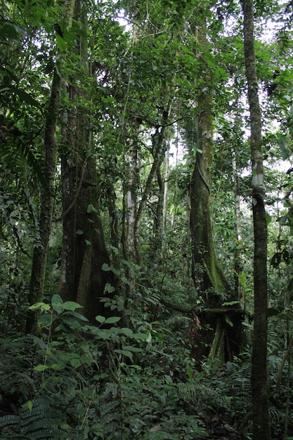 El suelo del bosque está cubierto de hojas verdes.