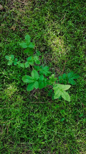 suelo en el bosque con hierba y arbustos