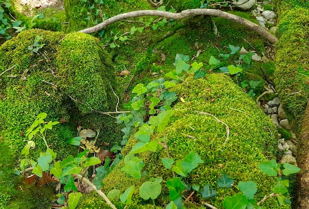 Suelo de bosque húmedo cubierto de musgo. Salvapantallas de tierra natural y verdes y colores vivos. Andalucía.