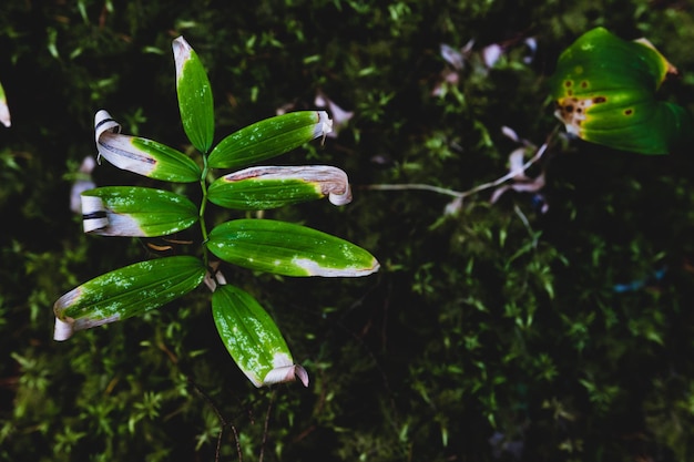 El suelo del bosque verde deja crecer con espacio para texto