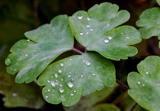 El suelo del bosque verde húmedo deja crecer