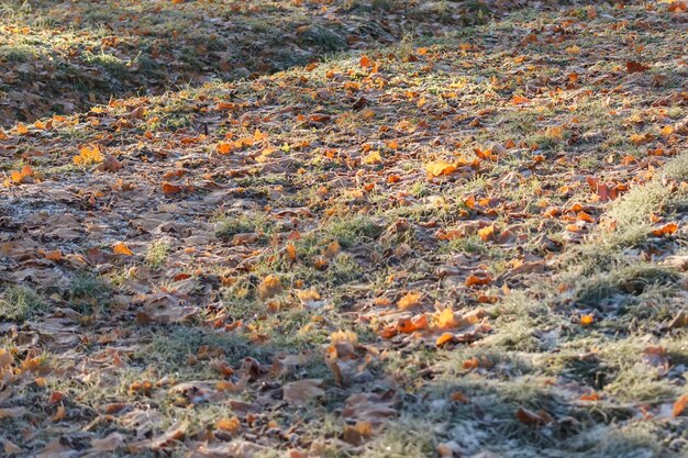 Suelo cubierto de hojas de escarcha en otoño