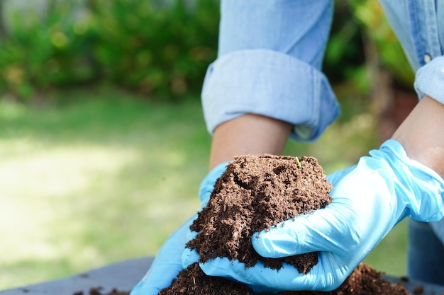 Suelo de fertilizante de musgo de turba para el concepto de ecología de cultivo de plantas de agricultura orgánica