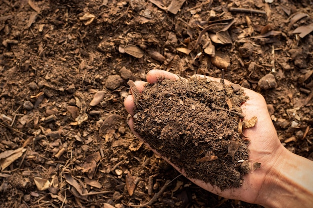 Foto suelo franco para el cultivo en manos de los hombres.