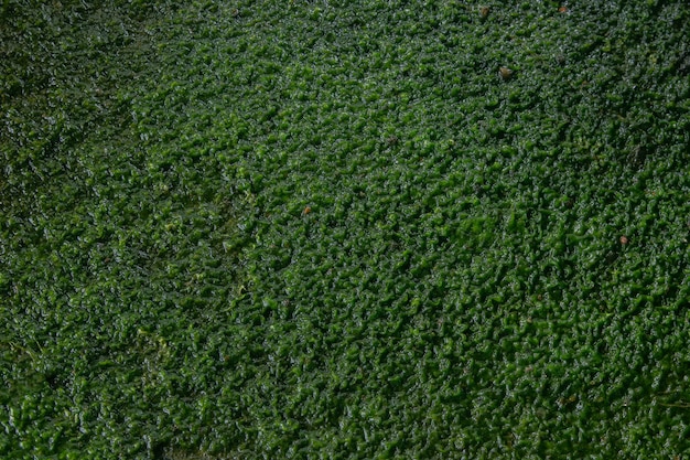 Suelo mojado crecimiento de musgo sucio en la temporada de lluvias