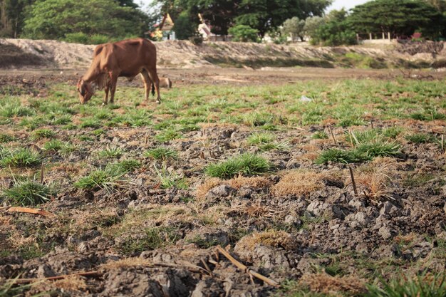 Suelo de secas y vacas.