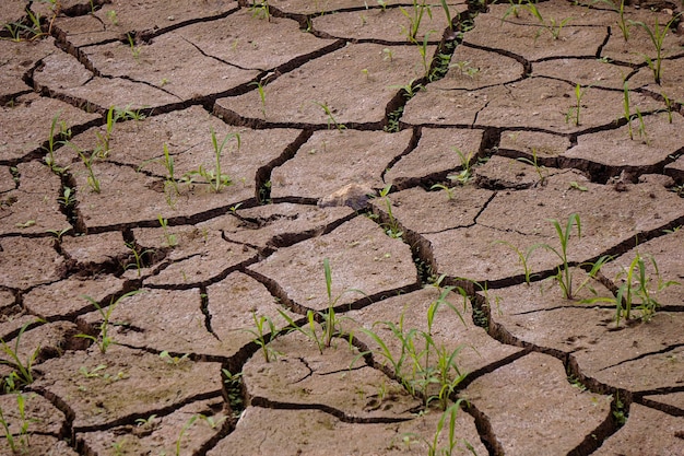 suelo seco del desierto, cambio climático, calentamiento global