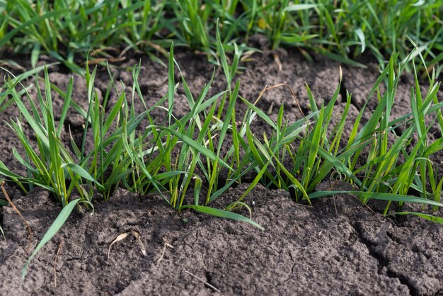 Suelo de tierra agrietada y hierba verde como fondo de textura Vista superior de primavera