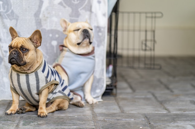 sueño bulldog francés en la jaula