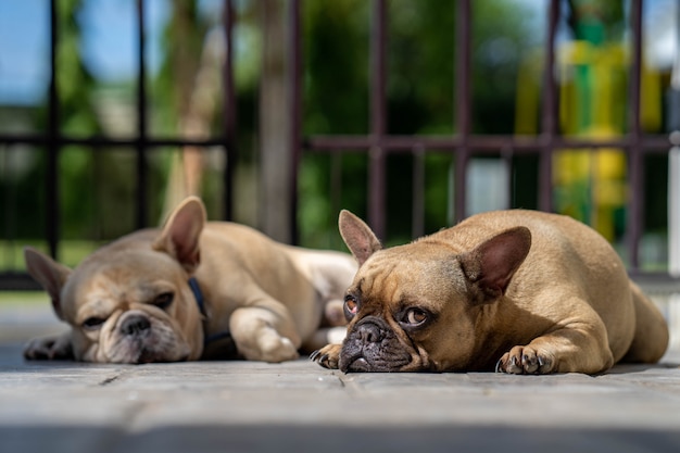 sueño bulldog francés