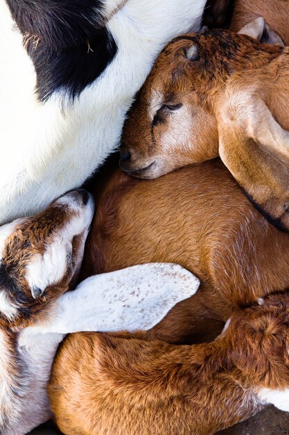 Sueño de cabra bebé en la granja