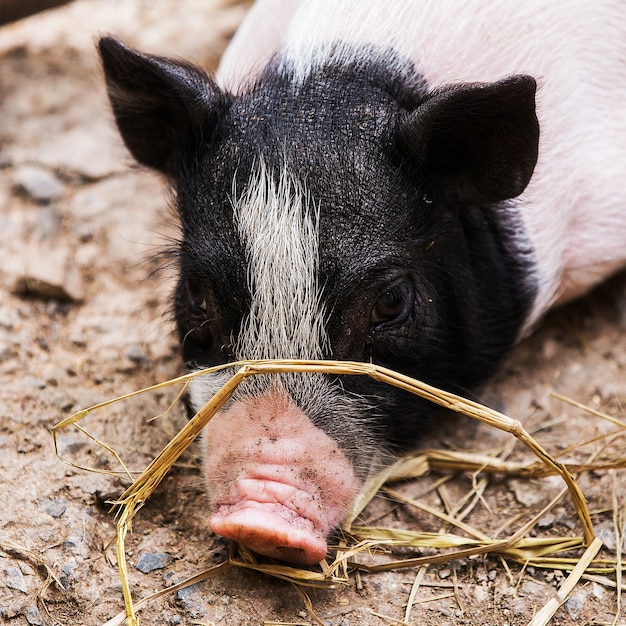 Sueño de cerdo en la granja de cría de cerdos en la naturaleza