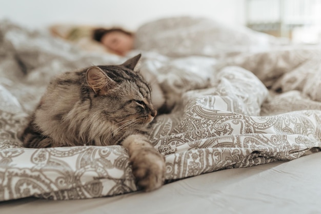 Sueño tranquilo de gato doméstico en una cama cómoda