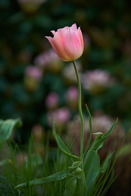 Sueños de jardín Una serie de hermosas fotos de jardines.