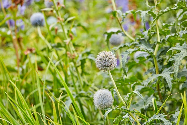 Sueños de jardín Una serie de hermosas fotos de jardines.