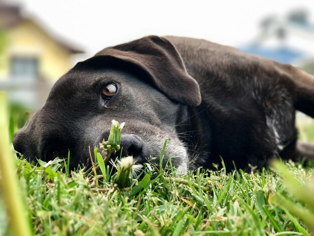 Foto los sueños de los perros