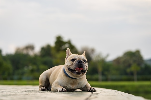 süß aussehende französische Bulldogge