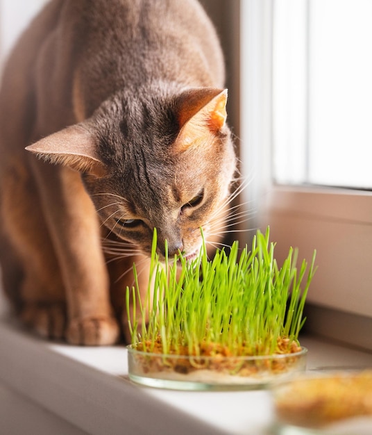 Süße abessinische blaue Katze frisst Gras für die Magengesundheit von Haustieren auf der Fensterbank Konzeptfoto von Haustierpflege und gesunder Ernährung für Hauskatzen Charmante erwachsene abessinische blaue und beige Katze