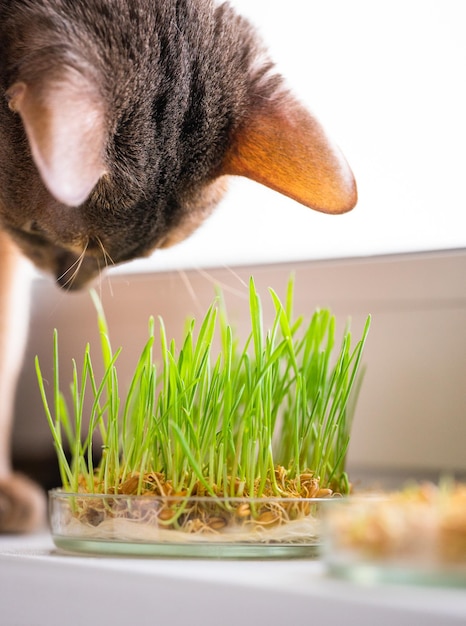 Süße abessinische blaue und beige Katze frisst Gras für die Magengesundheit von Haustieren auf der Fensterbank Konzeptfoto von Haustierpflege und gesunder Ernährung für Hauskatzen Bezaubernde lustige Abessinier-Katze
