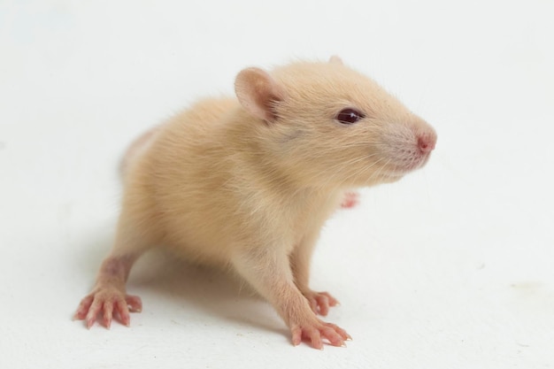 süße Albino-Ratte isoliert auf weißem Hintergrund