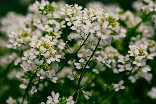 Foto süße alyssumblume lobularia maritima