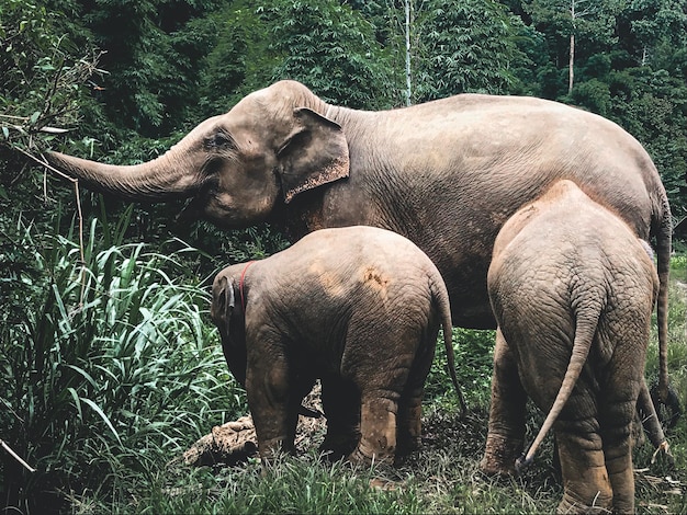 Foto süße baby-elefanten mit ihrer mutter