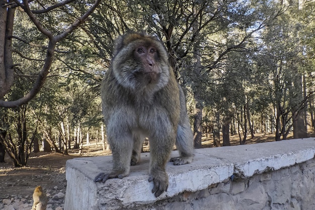 Süße Berberaffen Affen, Ifrane Nationalpark, Marokko.