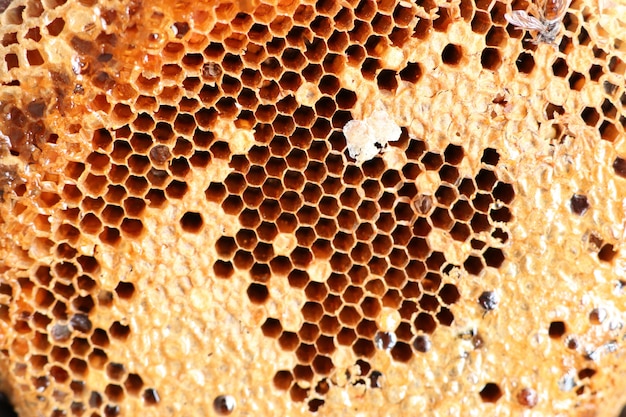 Süße Bienenwabenhintergrundbeschaffenheit