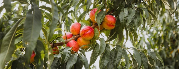 Süße Bio-Nektarinen am Baum im großen Garten Banner