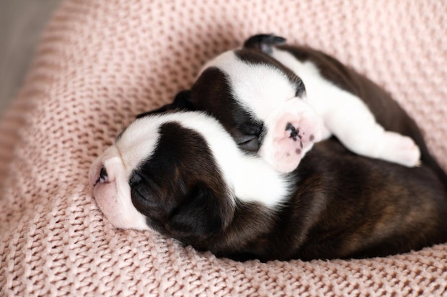 Süße Boston Terrier Welpen schlafen auf einer rosa gestrickten Decke Wunderbare Haustiere Zarte Emotion Hund Hochwertiges Foto